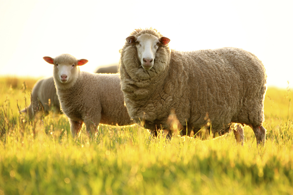 2-Healthy-Merino-Sheep-in-sunset.jpg