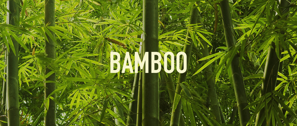 bamboo.png